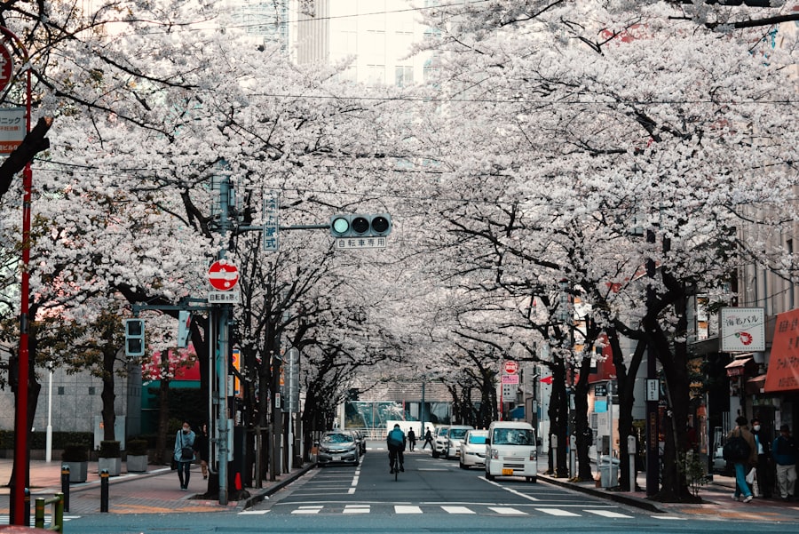 cherry blossom
