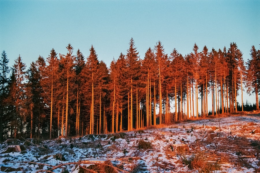 Photo places