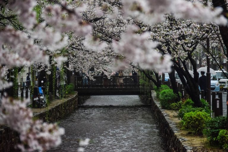 Photo cherry blossom
