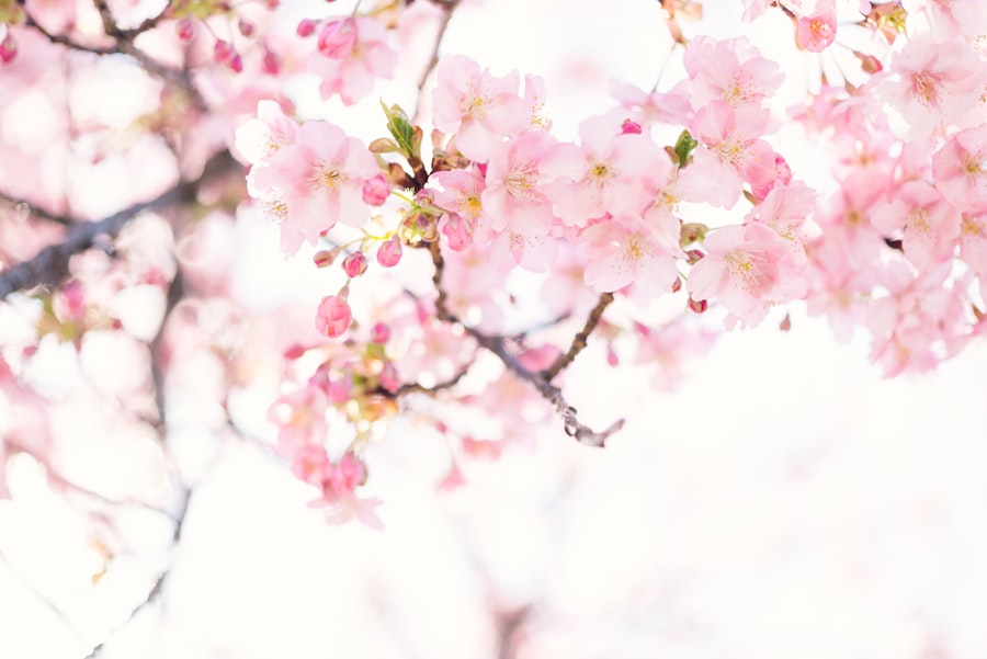 Photo cherry blossom