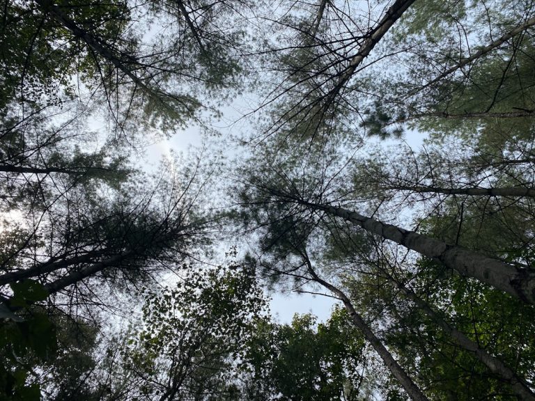 Photo Reconnect with nature