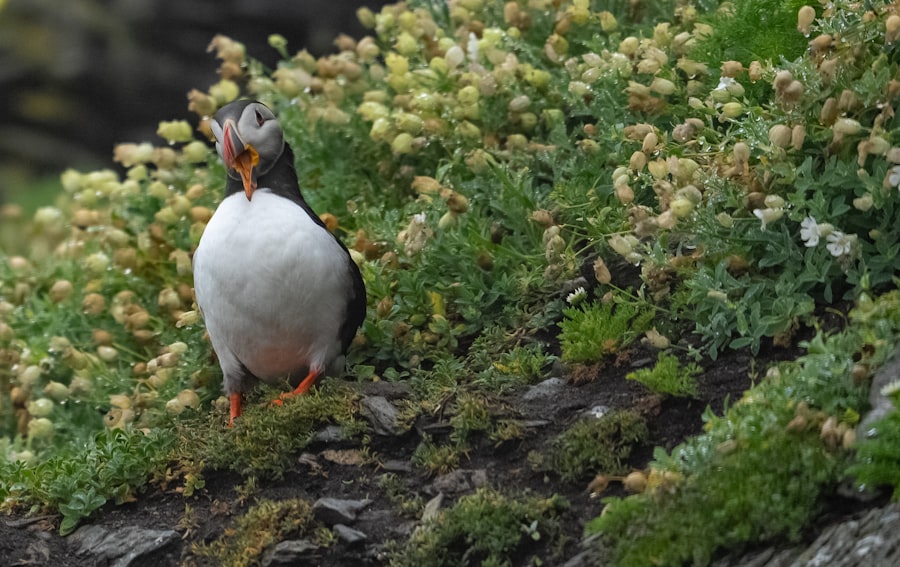 Skellig Michael