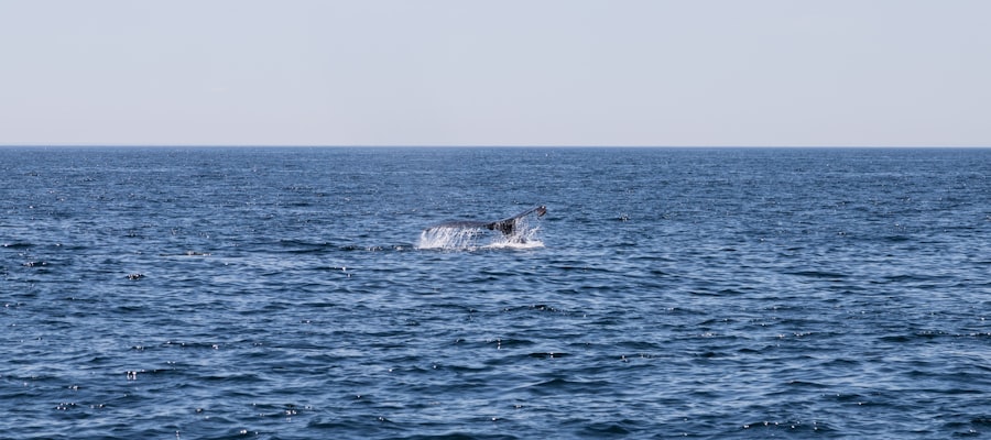 whale watching