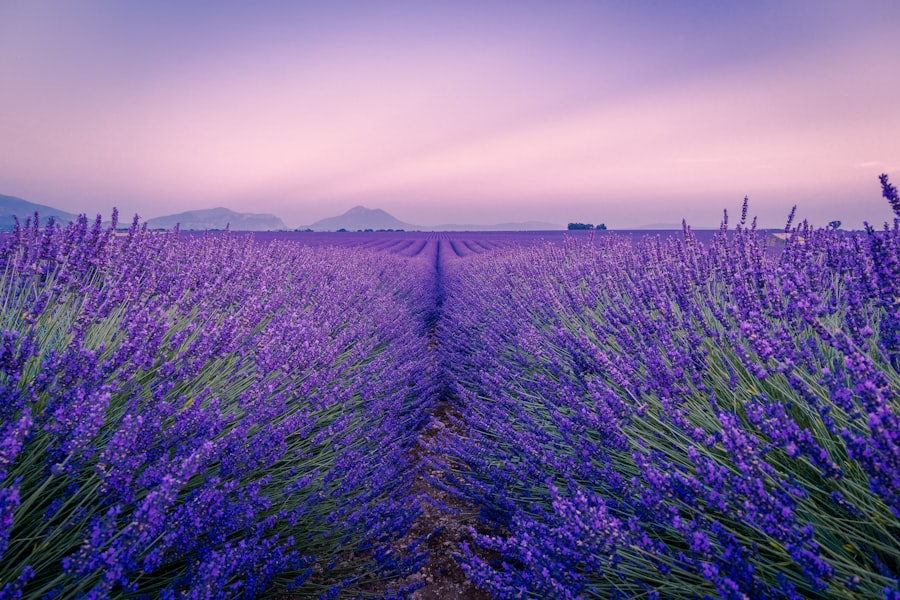 flower fields
