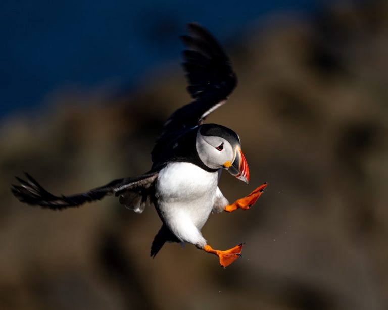 Photo Puffins
