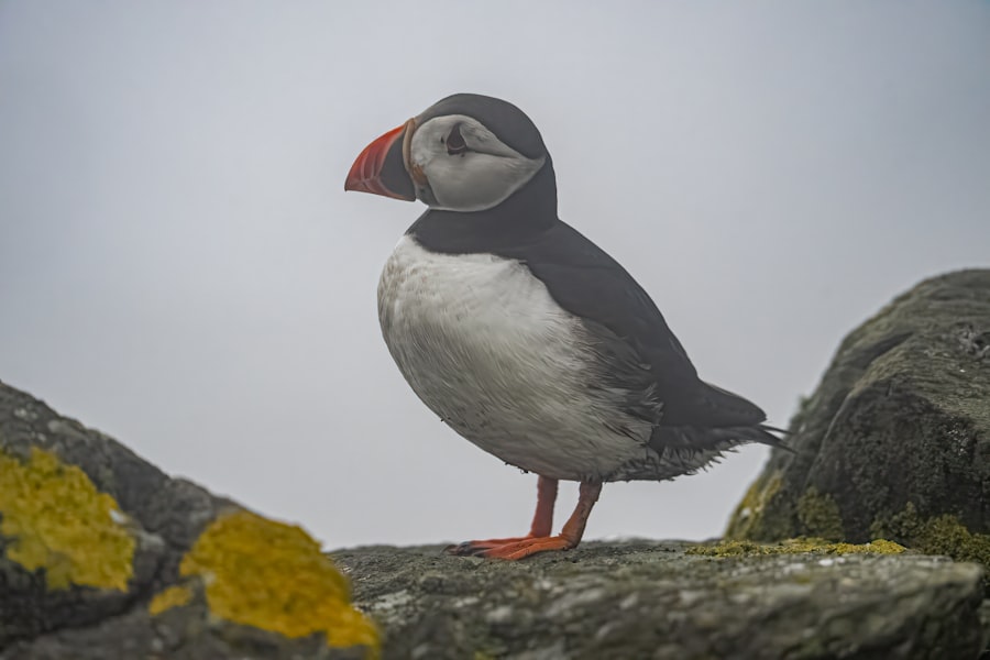 Photo Skellig Michael
