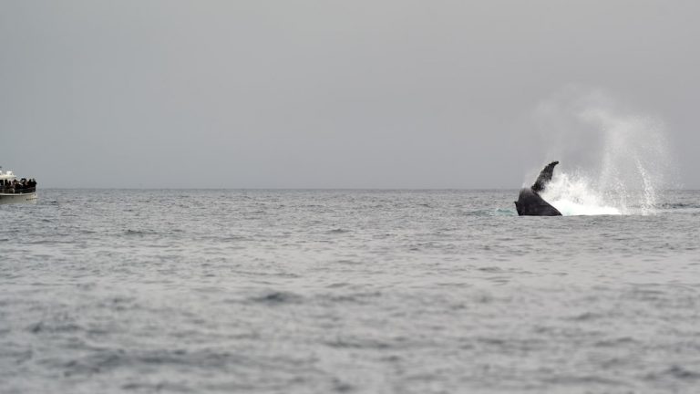 Photo whale watching