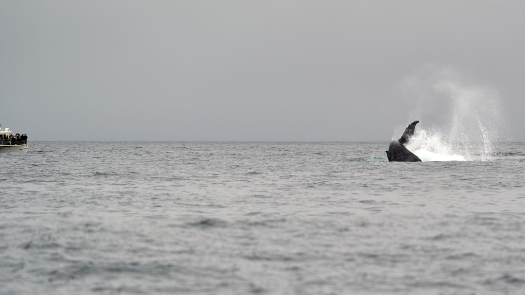 Photo whale watching
