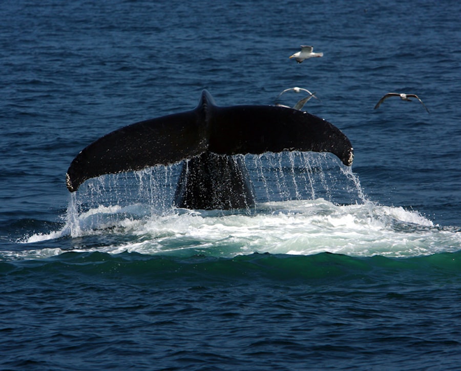 Photo whale watching