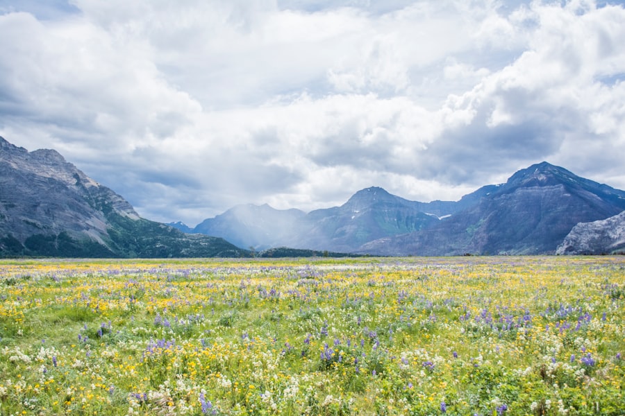 Photo flower fields