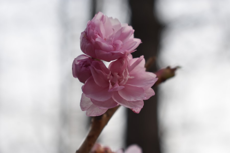 Photo Self-Compassion