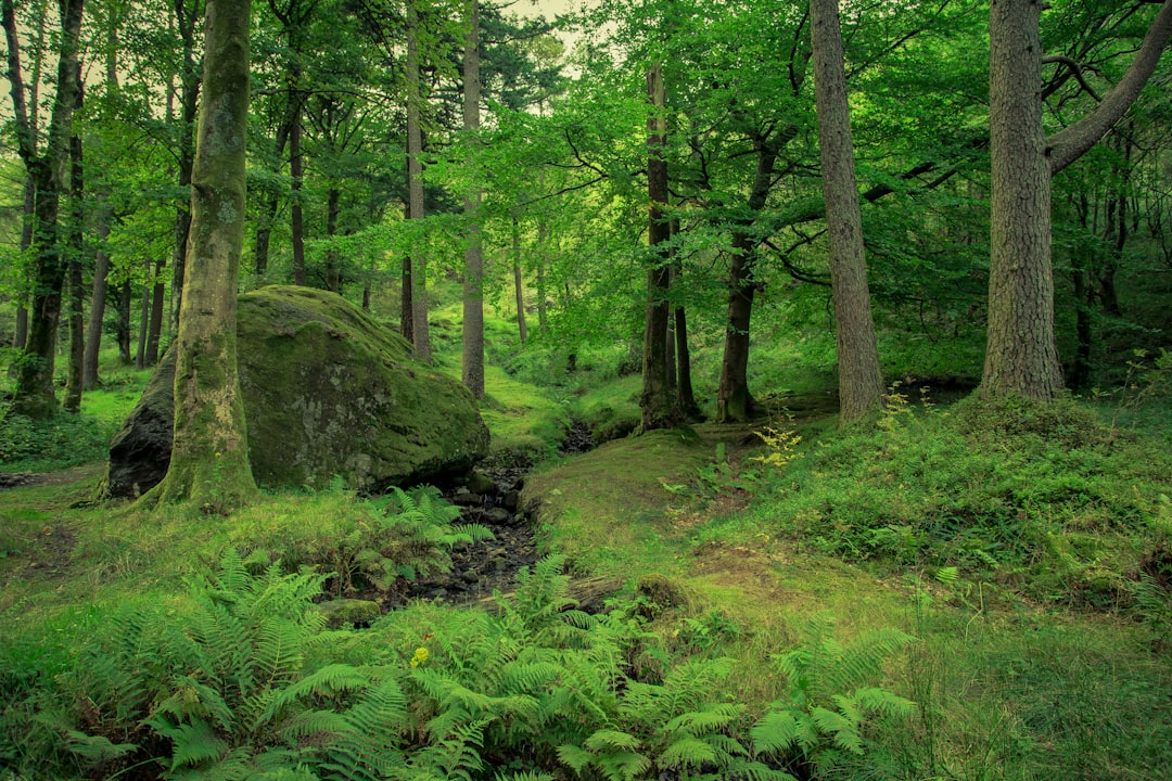 Photo nature wellbeing